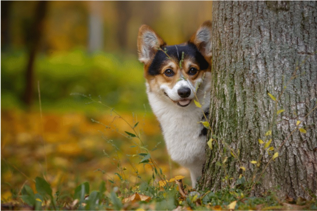 ФАКТЫ О СОБАКАХ